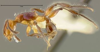 Media type: image; Entomology 22409   Aspect: habitus lateral view